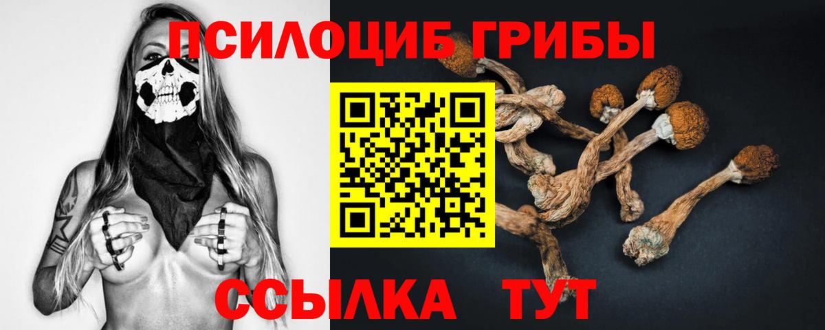Коряжма  Псилоцибиновые грибы Psilocybe  что такое   Вход с VPN 